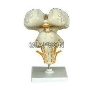 Human Brain Stem Human Brain Stem